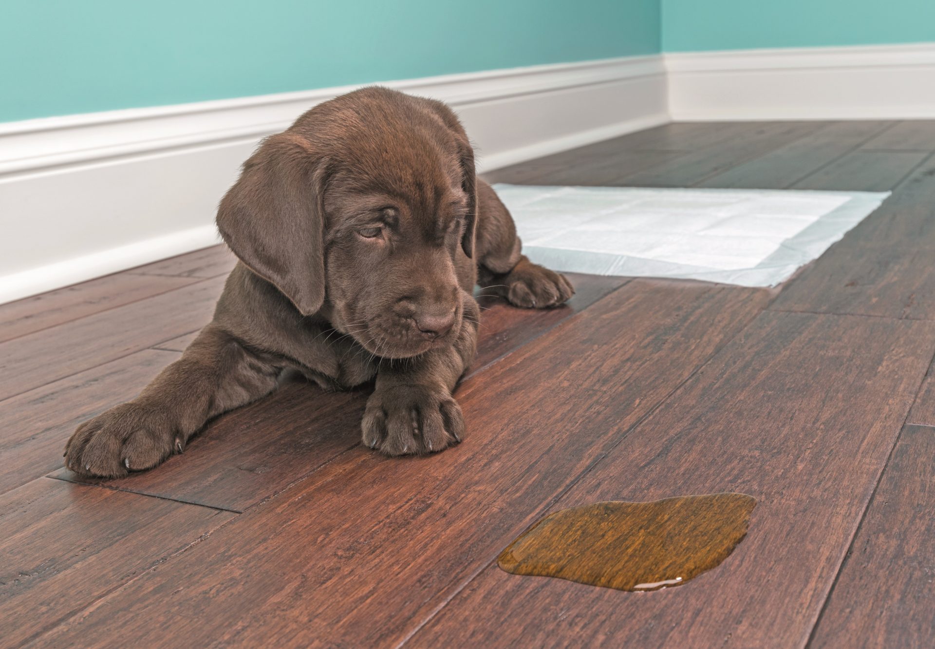 Il cane fa la pipì in casa? Ecco perché Quattrozampe