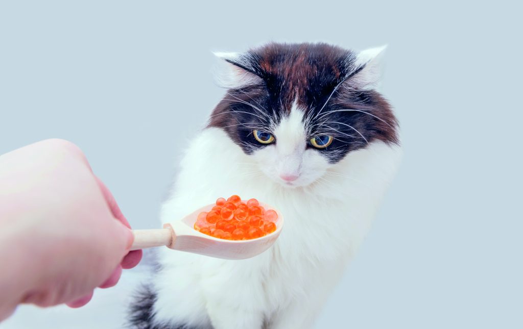 Il cibo di Braccio di Ferro: come integrare l'alimentazione di cane e gatto