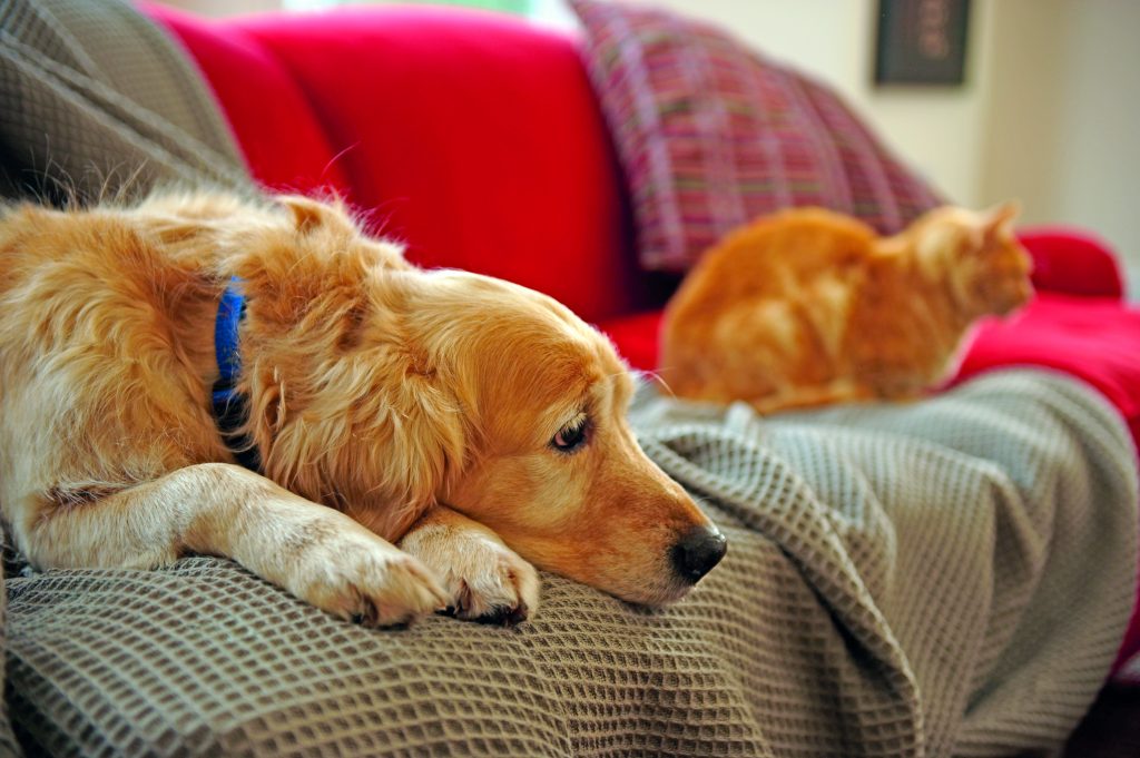 Lo stress ossidativo nel cane e nel gatto