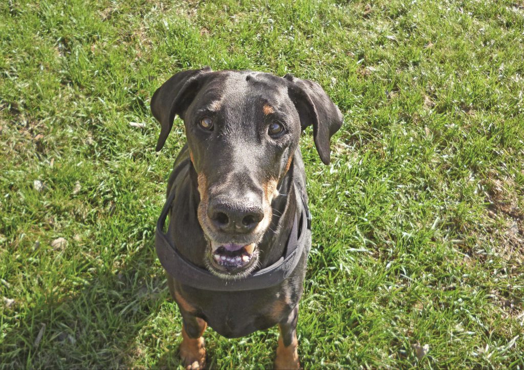 La storia del cane Sophie, tra dolore, malattia e vittoria