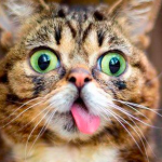Juno nuova star del web, ecco i gatti campioni di click