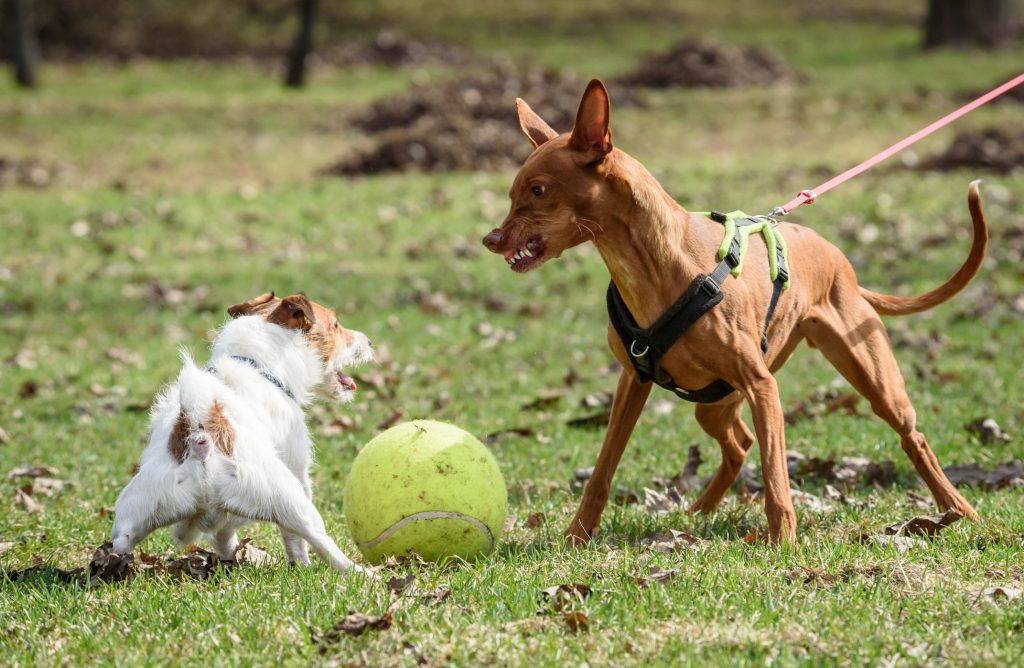 litigio-tra-cani.