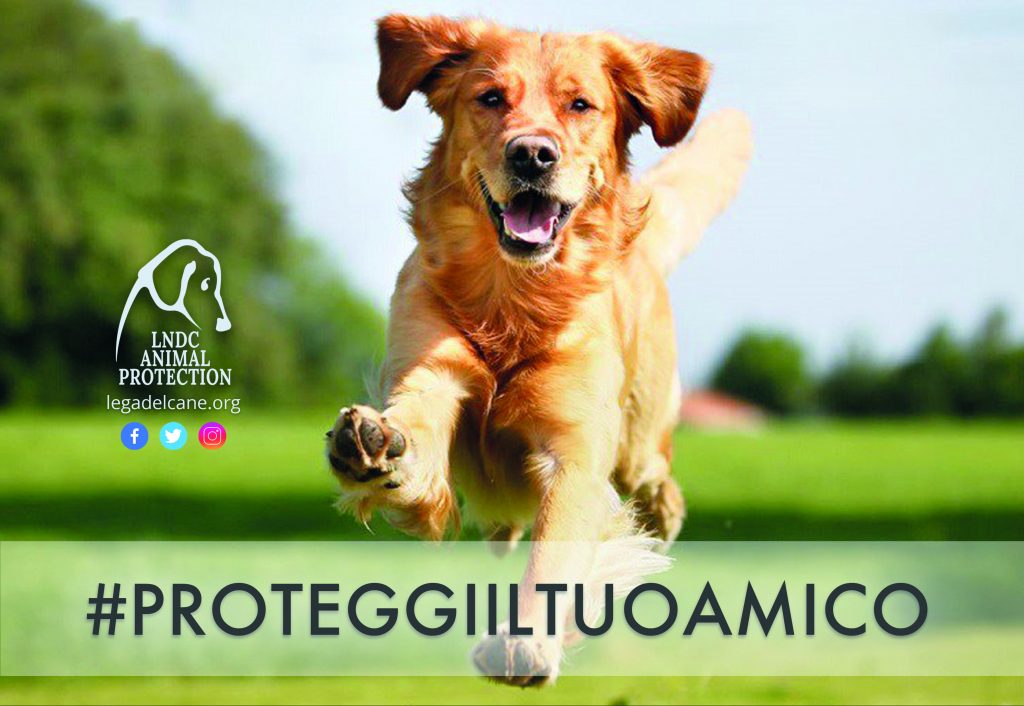 10 consigli per proteggere i nostri cani d’estate