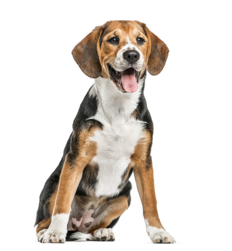 Razza di cane: Beagle