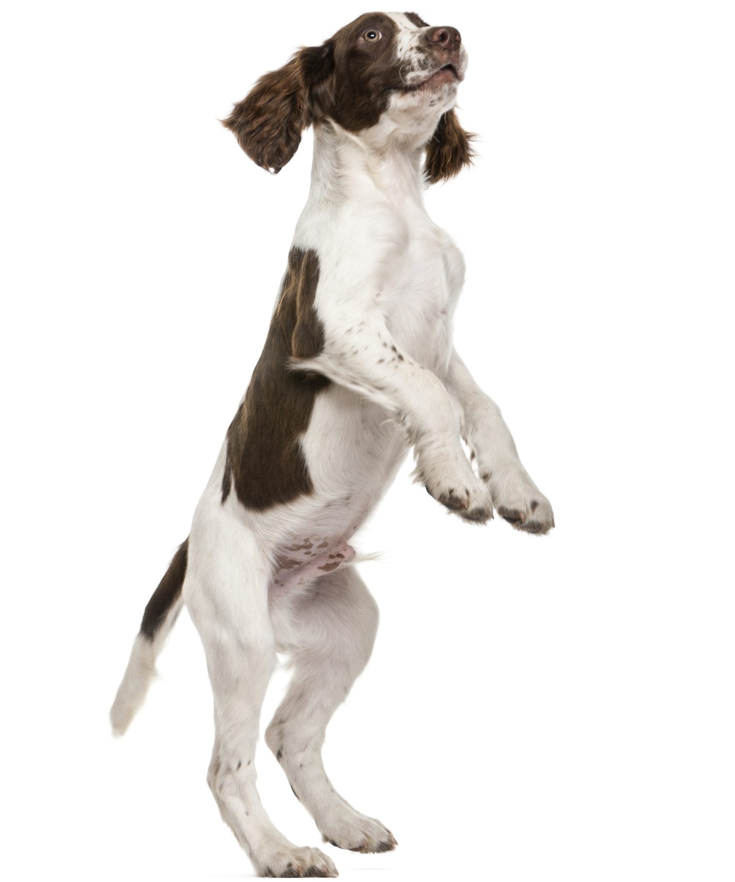 Razza di cane: English Springer Spaniel