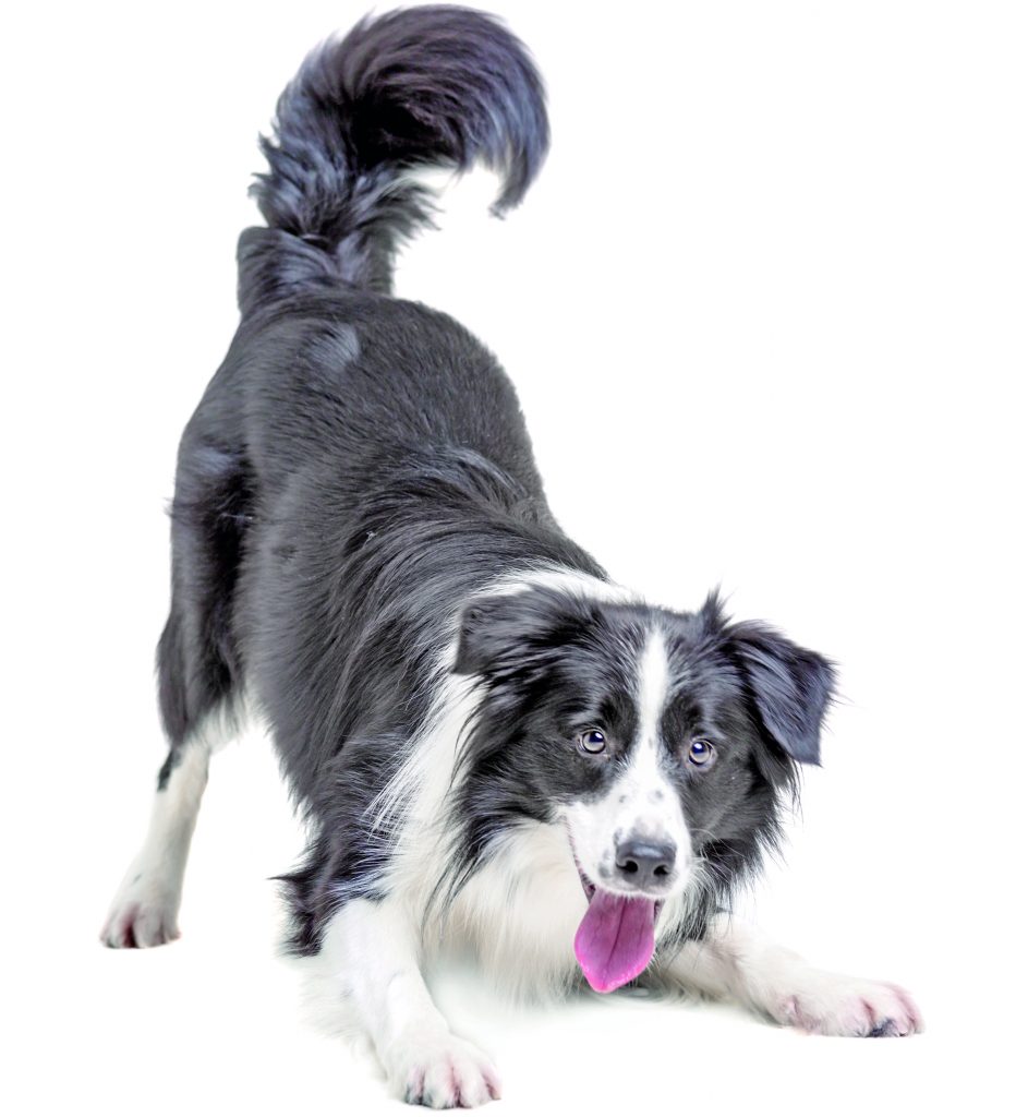 Razza di cane: Border Collie