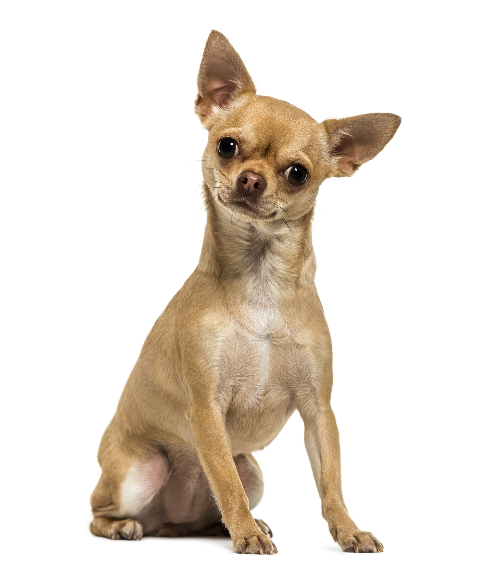 Razza di cane: Chihuahua