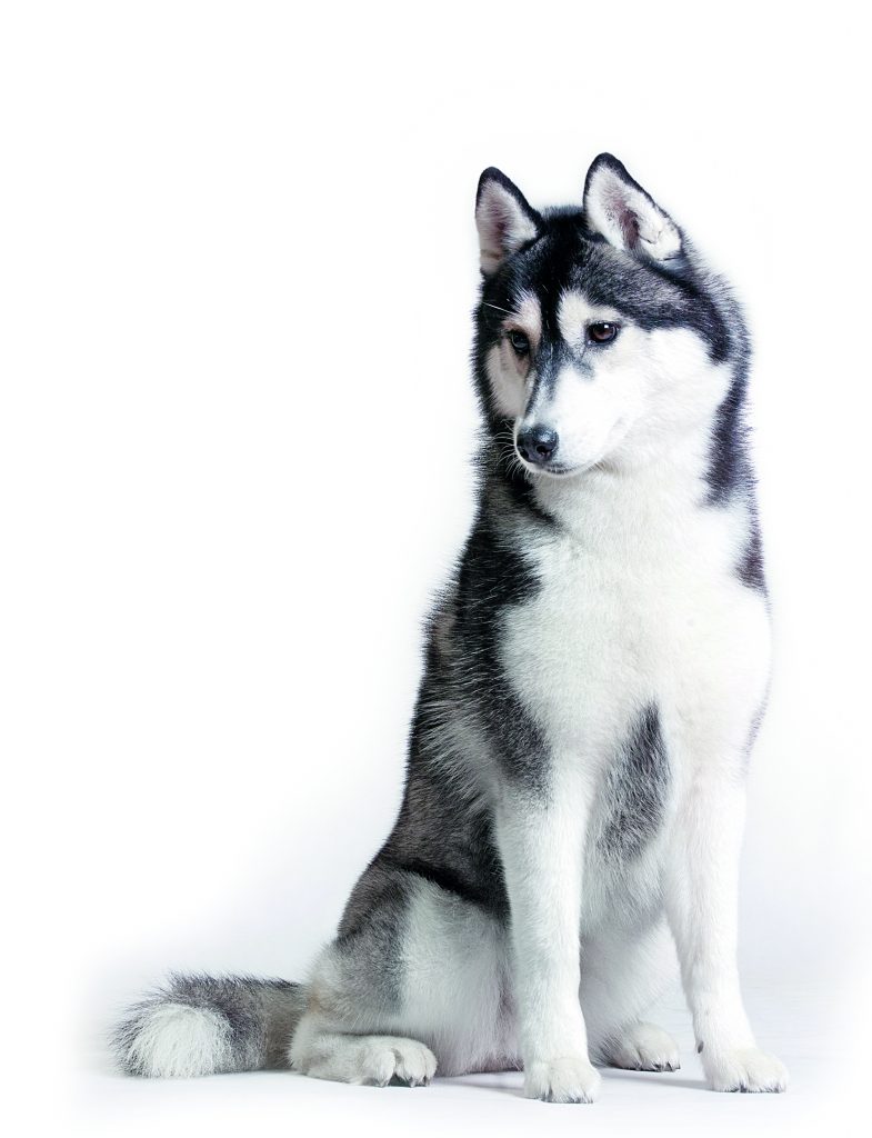 Razza di cane: Husky