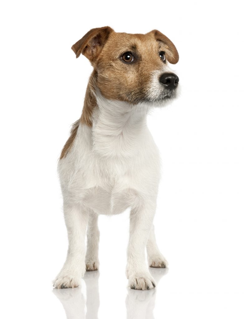 Razza di cane: Jack Russell