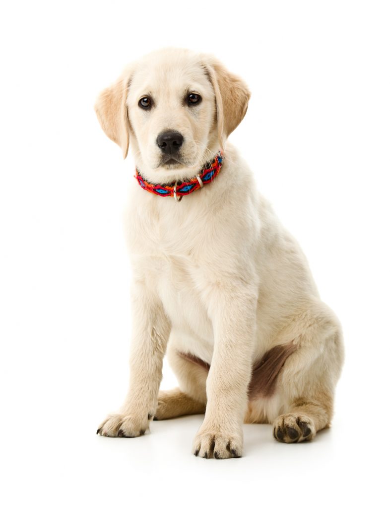 Razza di cane: Labrador