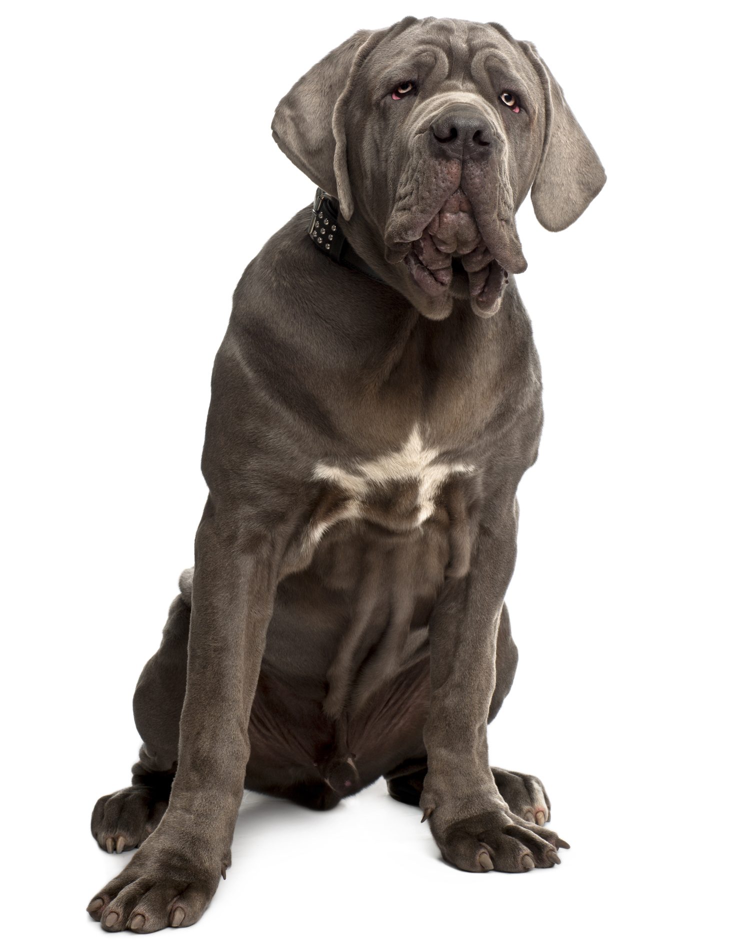 Razza di cane: Mastino