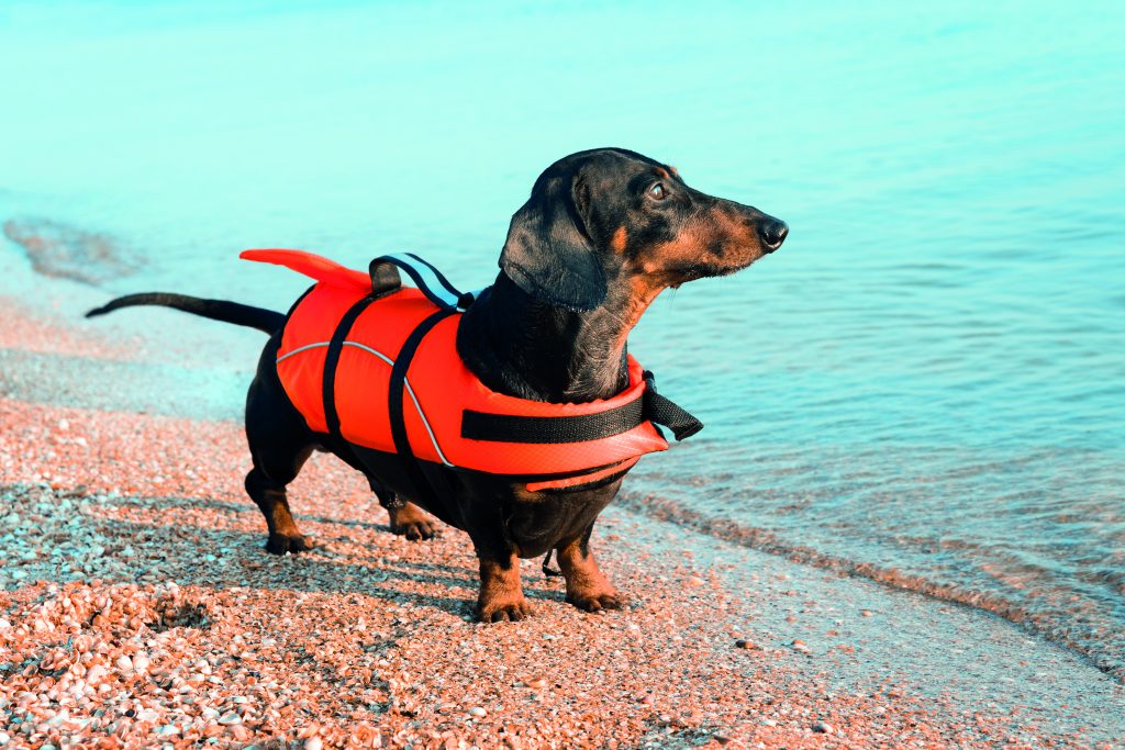 in spiaggia con il cane: tutelarlo con un salvagente per cani è fondalmentale