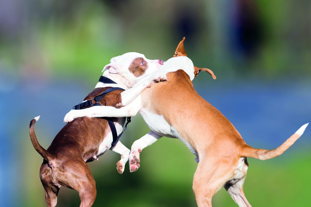 zuffa tra cani