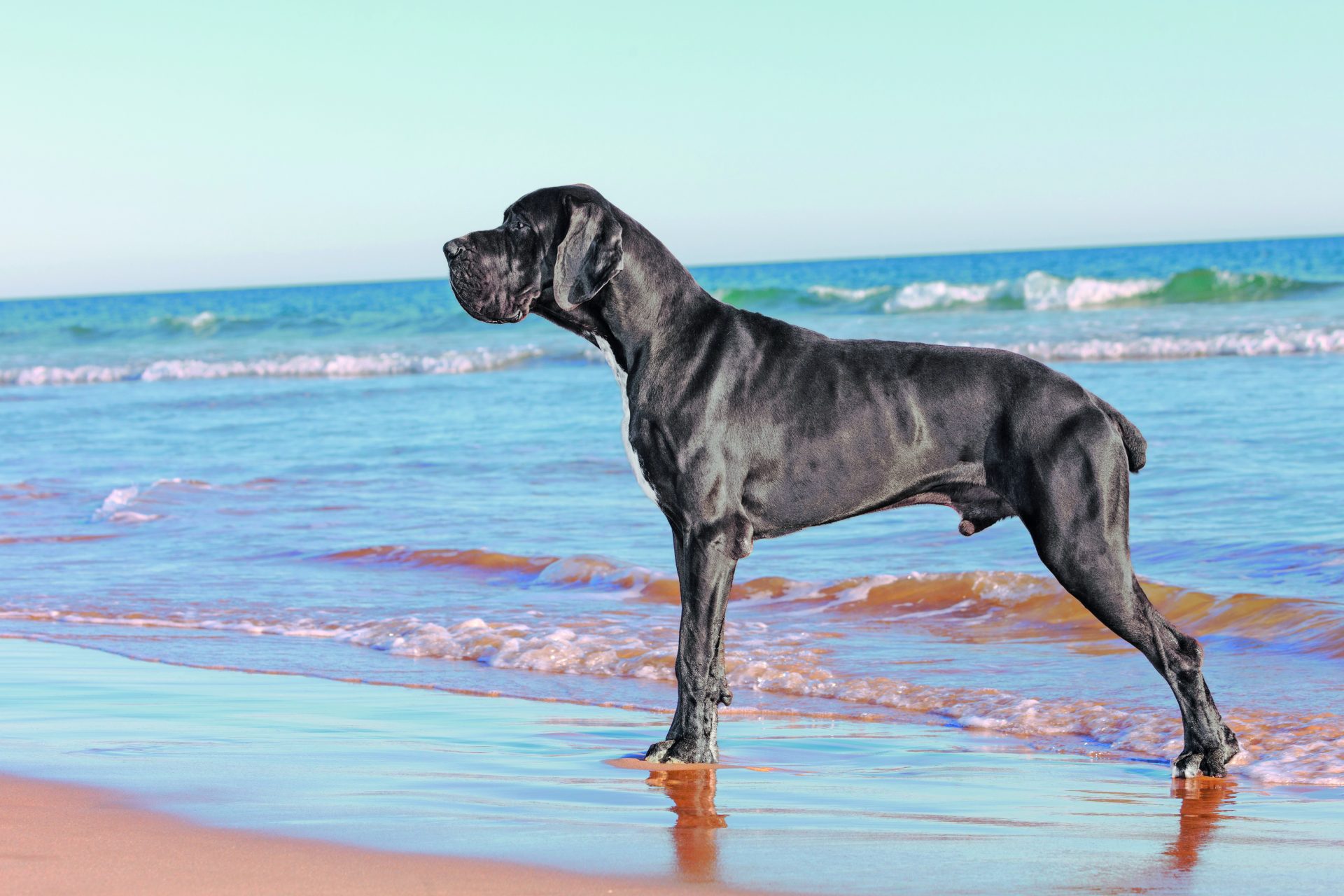 Un Viaggio A Quattro Zampe Razza Del Cane