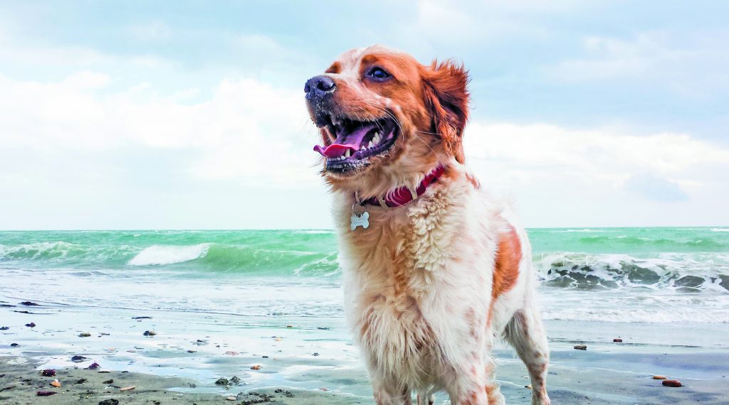 cane in spiaggia