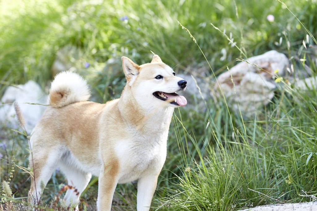 Parassiti, ecco come proteggere il nostro cane da pulci, zecche e non solo