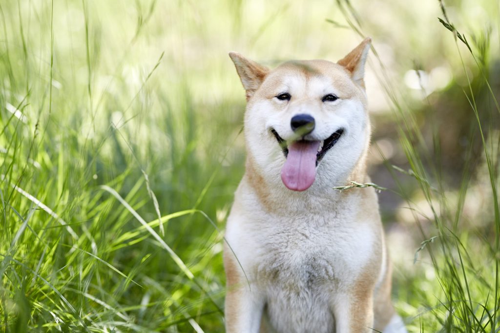 Parassiti, ecco come proteggere il nostro cane da pulci, zecche e non solo