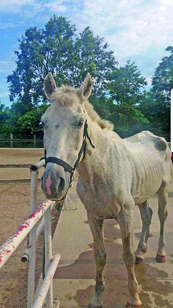 Il cavallo Apollo non può tornare dal proprietario che lo ha maltrattato