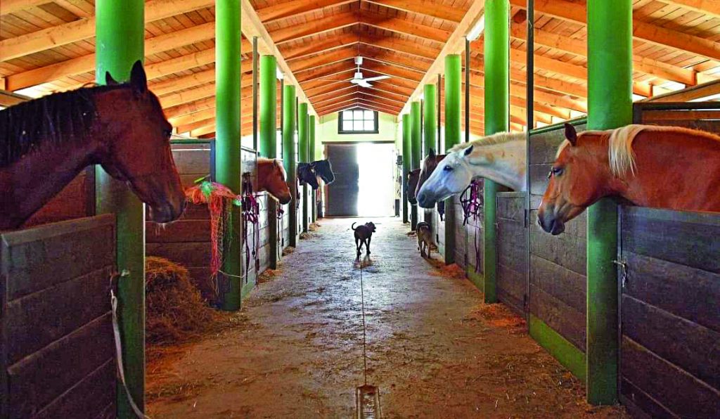 Il cavallo Apollo non può tornare dal proprietario che lo ha maltrattato