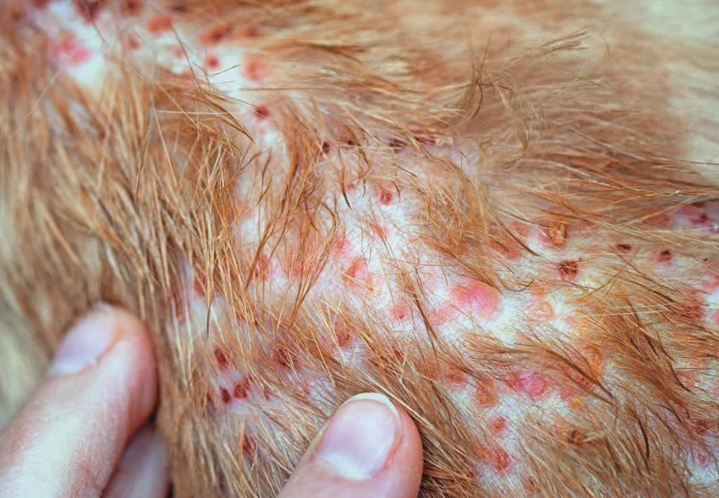 dermatiti estive nei gatti: caso di dermatite da pulci con puntini rossi