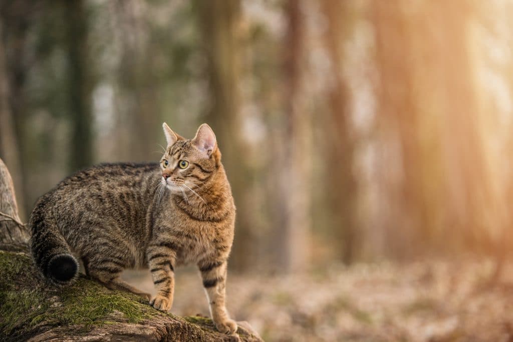 L’Australia vuole sterminare 2 milioni di gatti