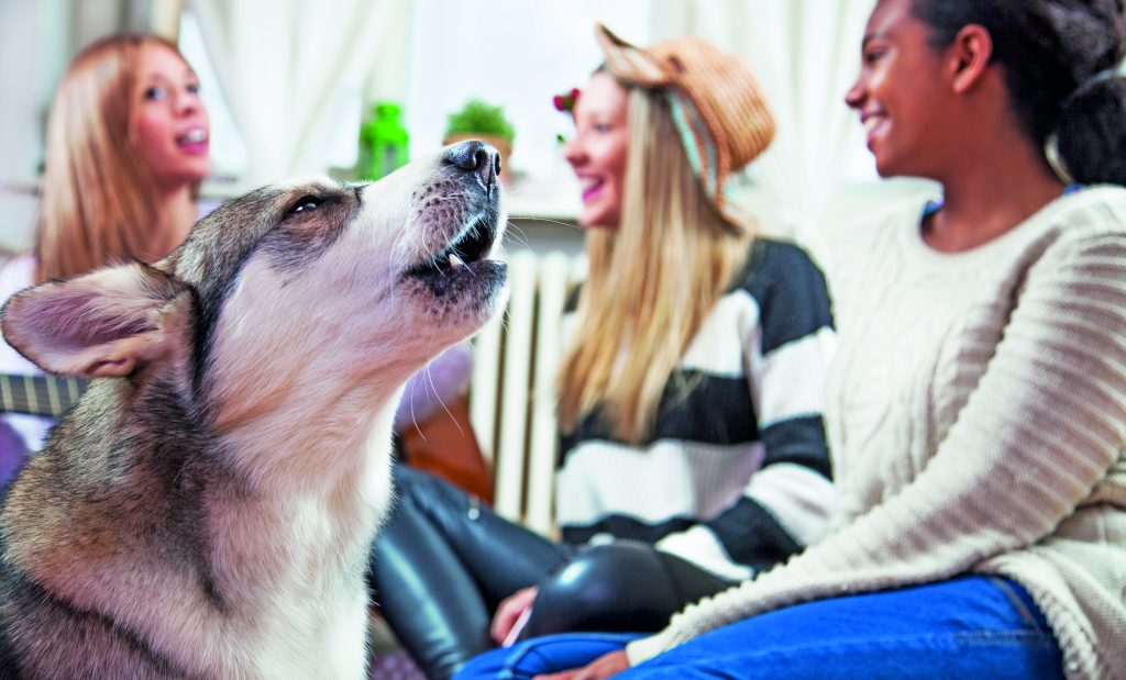 Cane che abbaia in condominio e litigi tra condomini