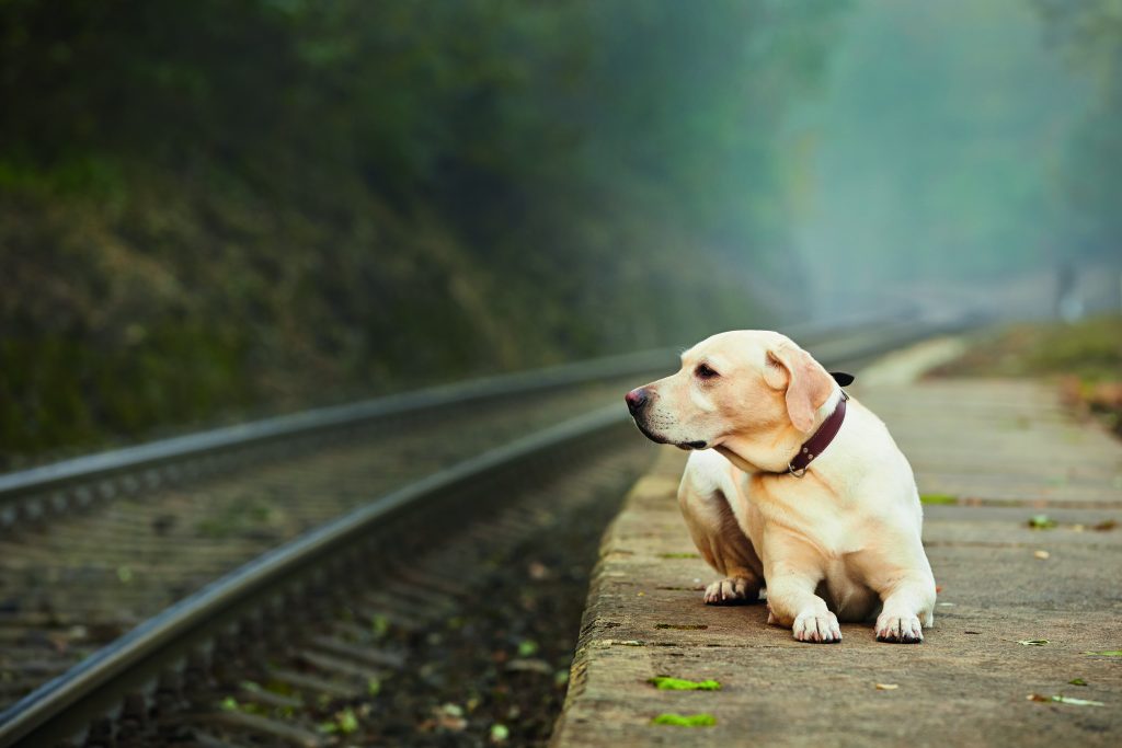 Attesa per l'eternità: storie di cani e di padroni defunti