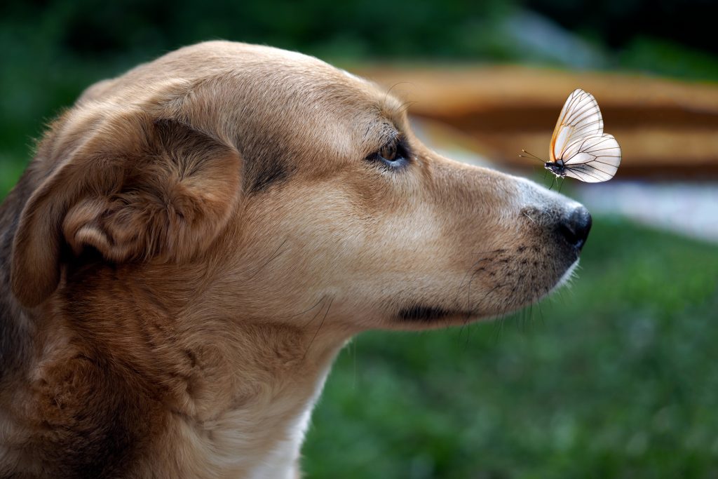 Giornata mondiale del cane