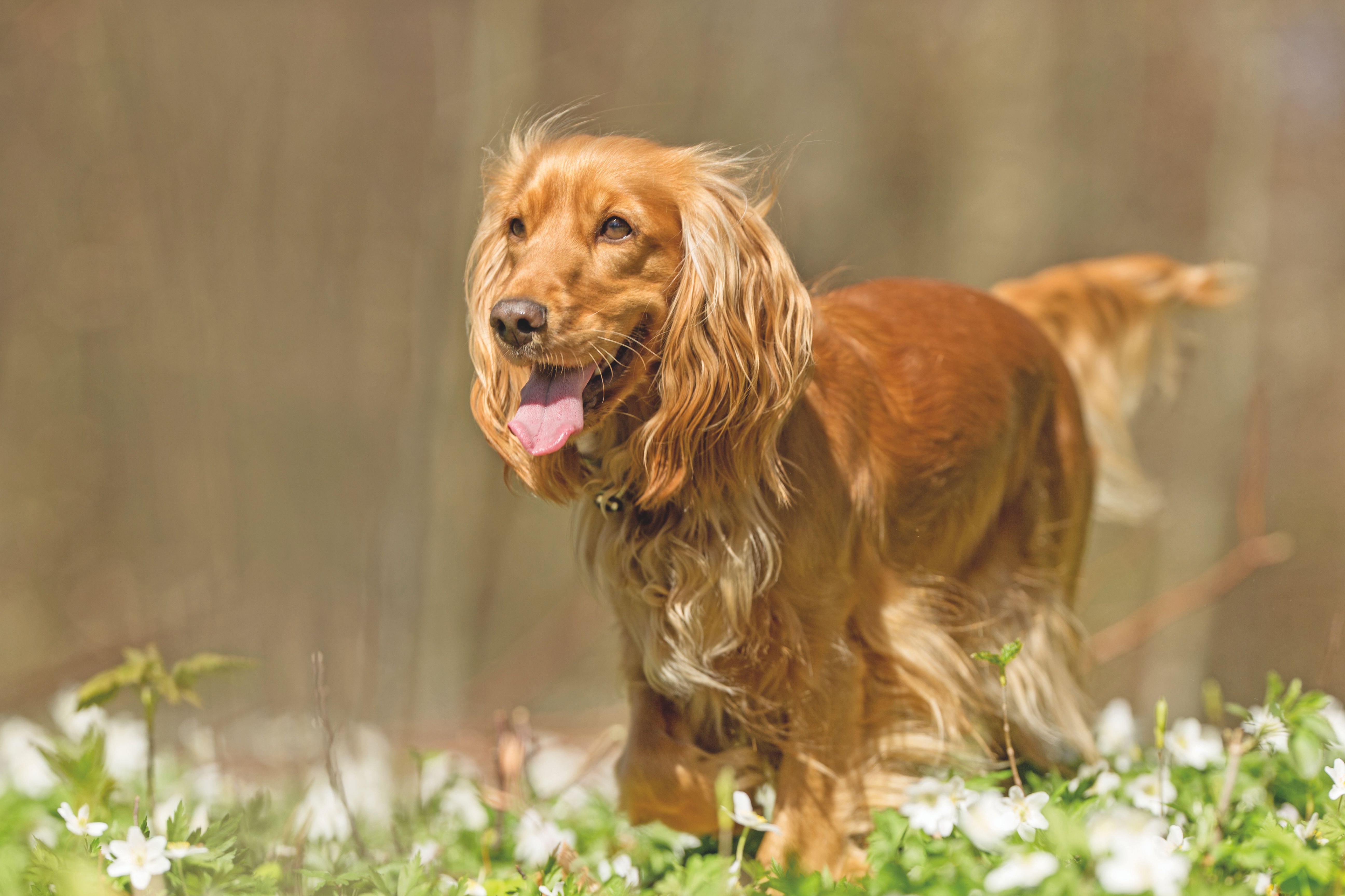 Cocker Spaniel Inglese Quattro Zampe