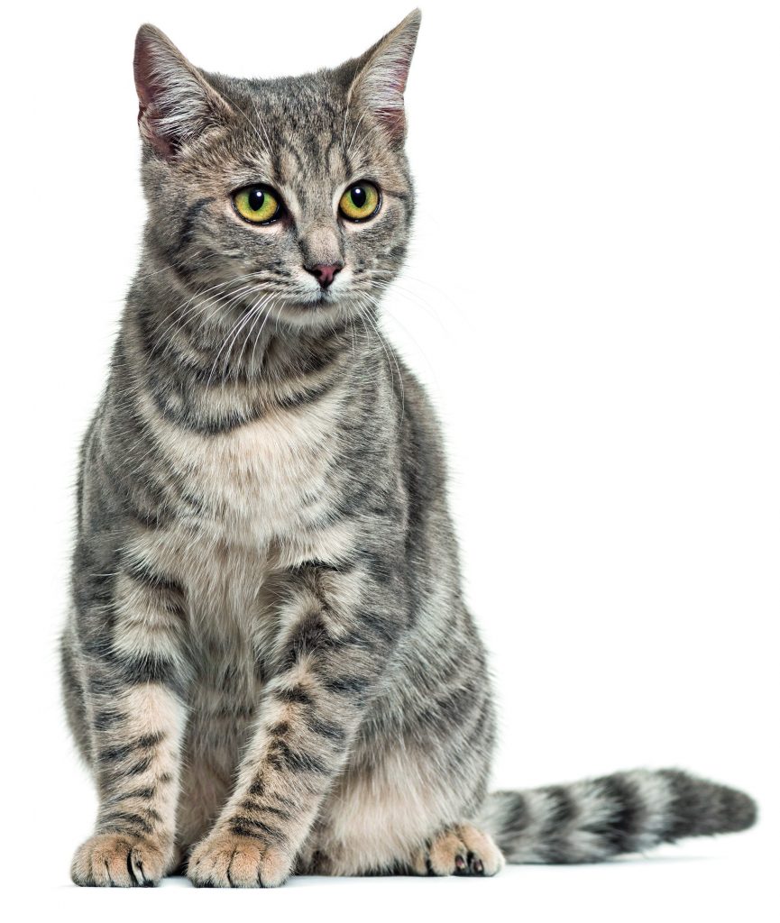 gatto europeo striato