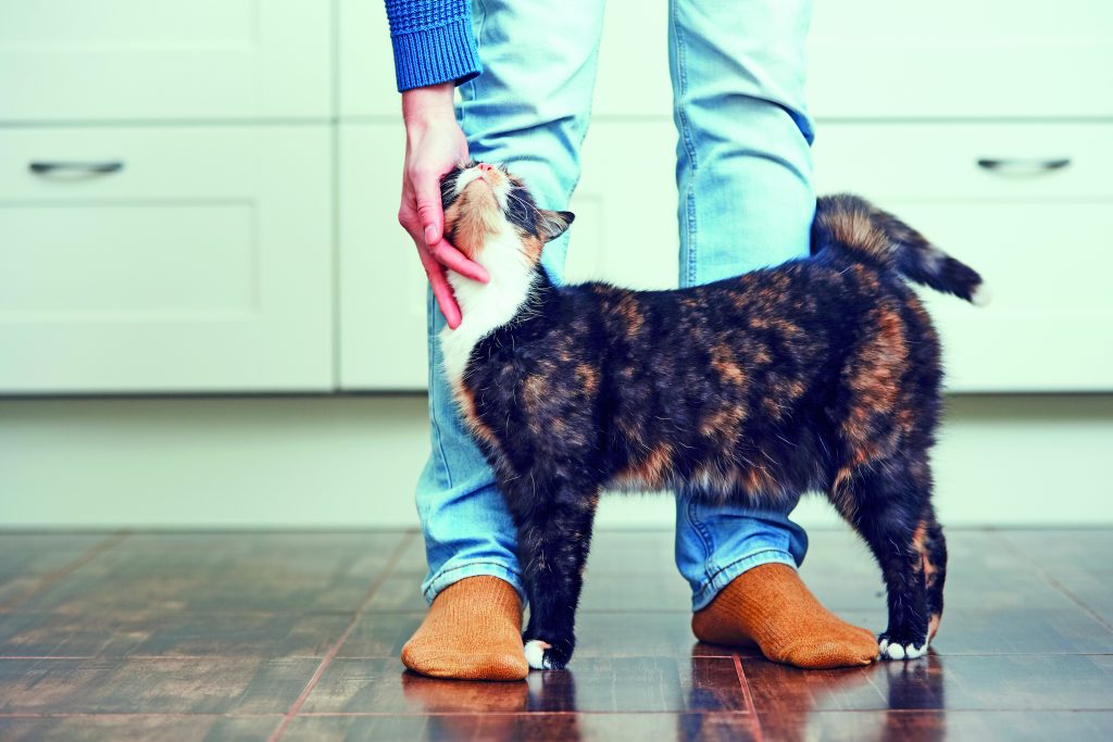 Chiamo il mio gatto ma lui mi ignora: il comportamento dei gatti