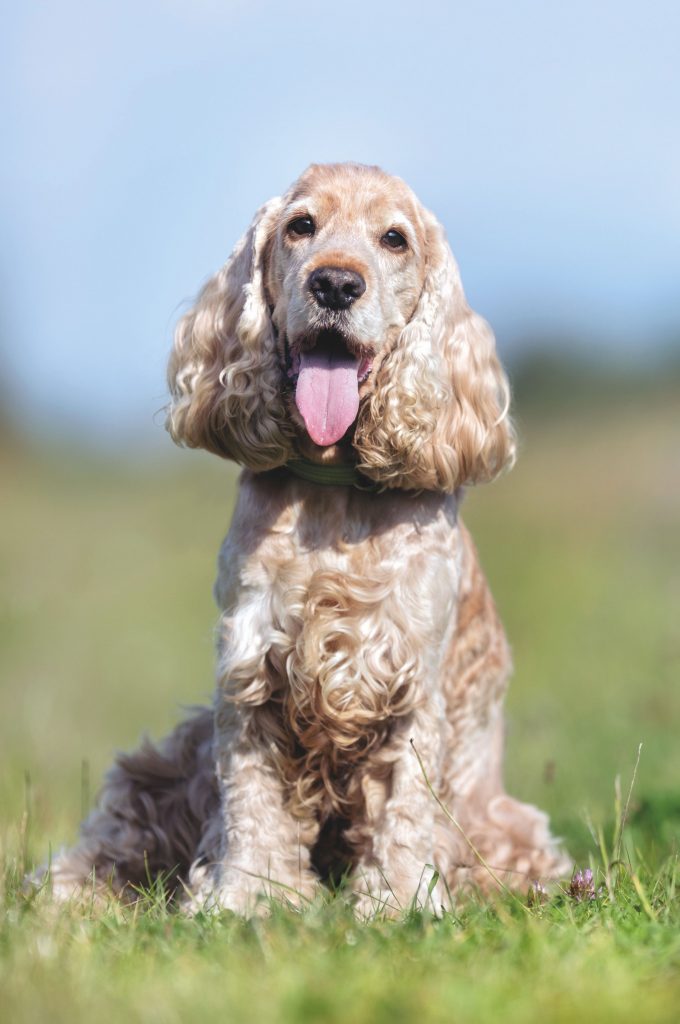 Cocker Spaniel Inglese Quattro Zampe