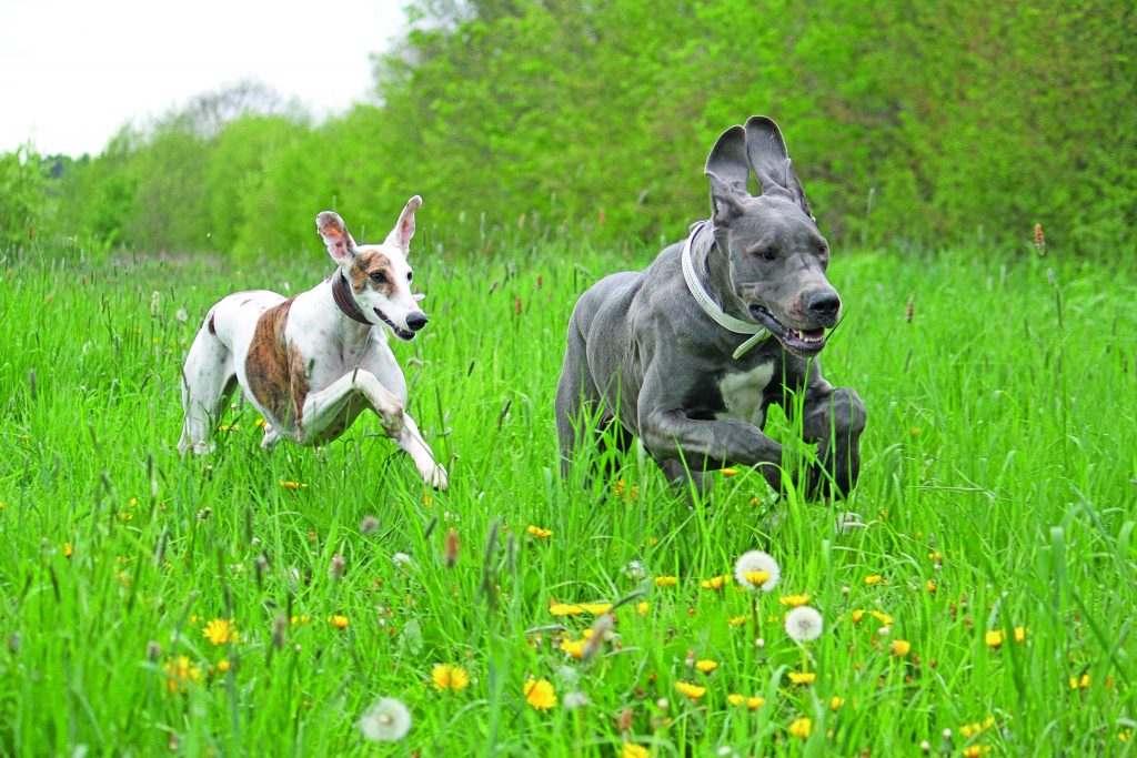 Forasacco: il pericolo verde per il cane