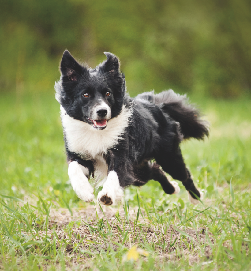 Bio per cani e gatti, la dieta perfetta parte da qui