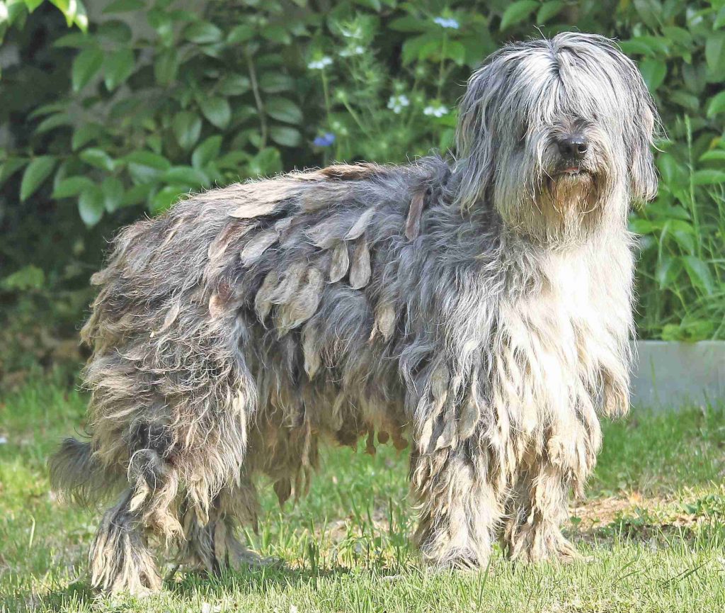 Pastore Bergamasco