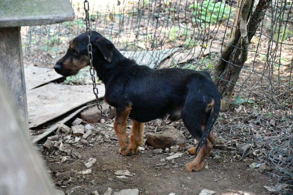 Poldo, cane maltrattato e percosso, diventa mascotte di QuattroZampeinFiera