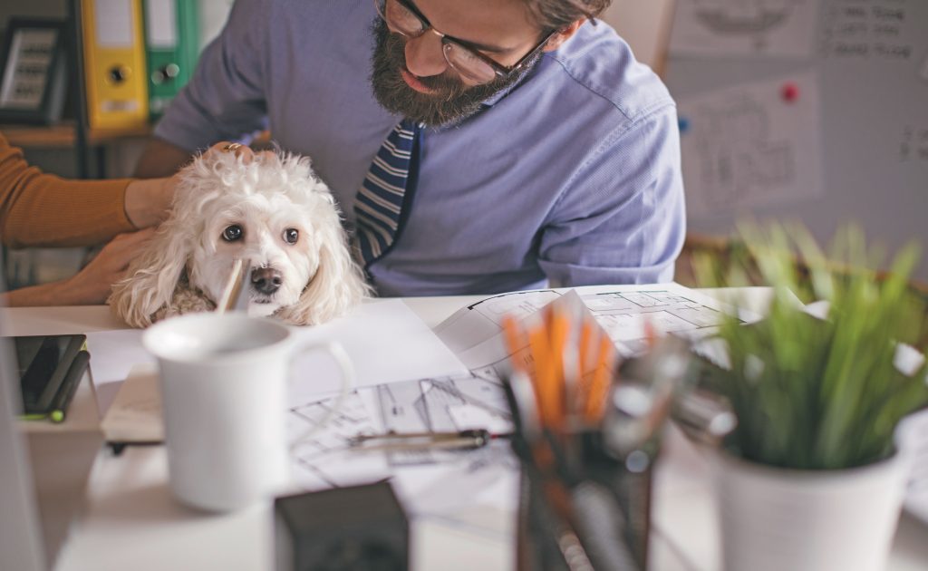 Animali con noi al lavoro