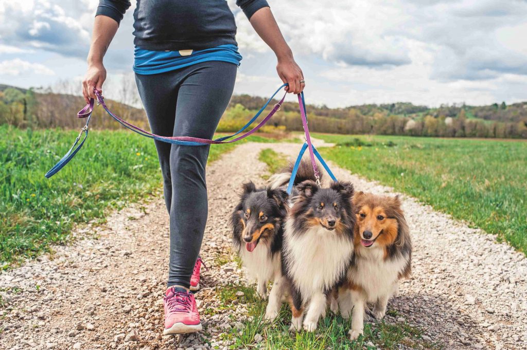 Divertirsi col proprio cane: Cinofitness e altre attività cinofile