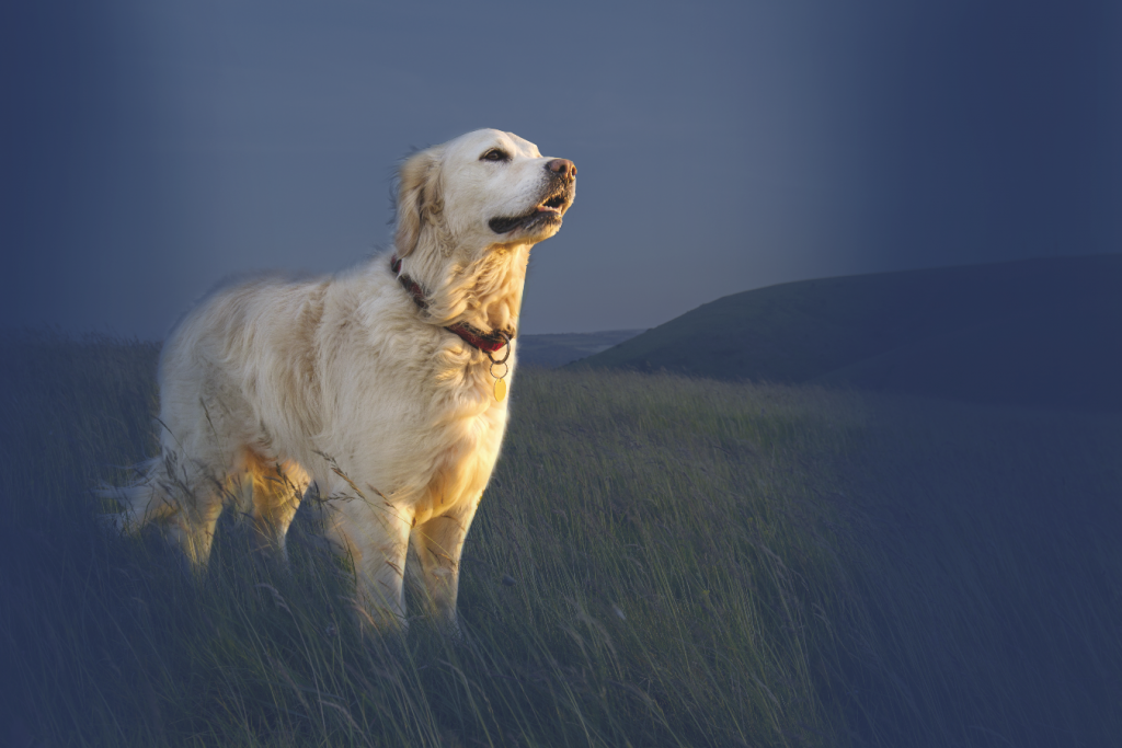 Alimentazione del cane e del gatto, la dieta perfetta è “ad hoc”