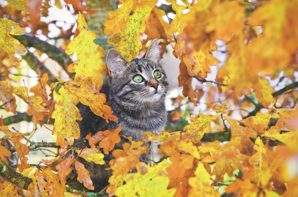 Bio per cani e gatti, la dieta perfetta parte da qui