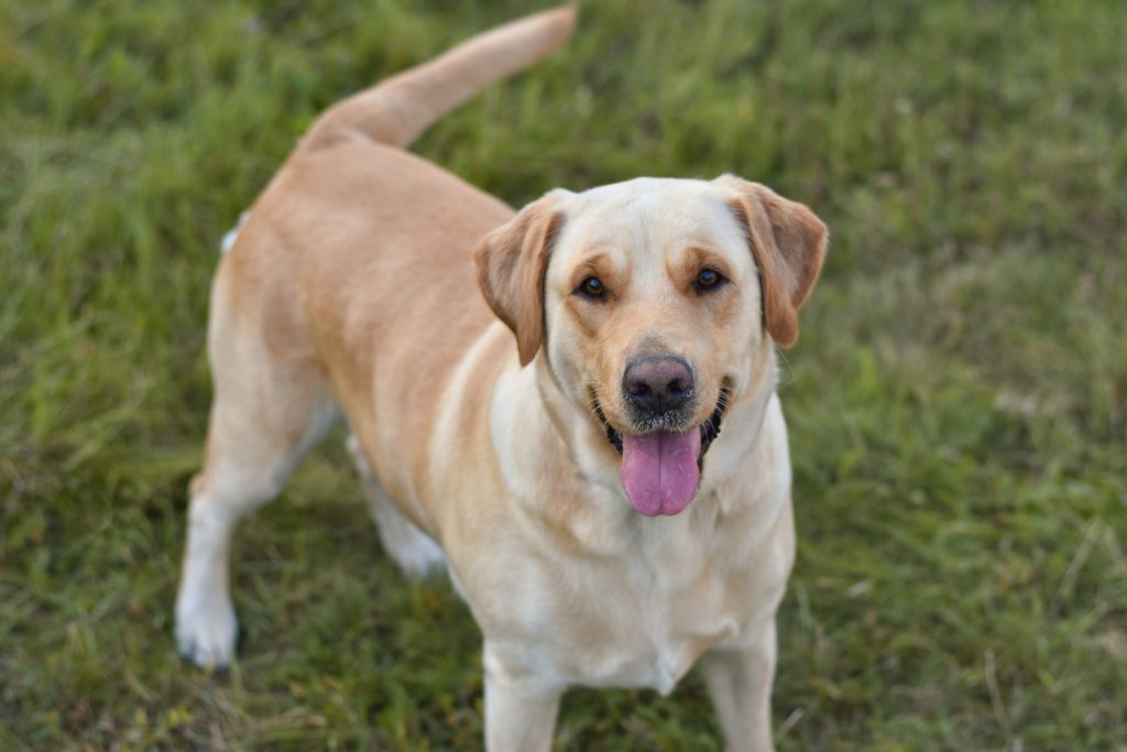 Torna, a Milano, il Raduno Cani Simpatia