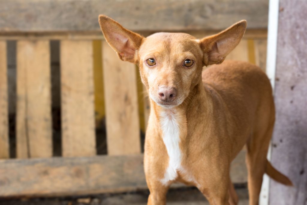 Adozione di cani da record tutta italiana