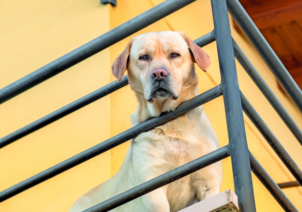 Vivere in condominio con un cane