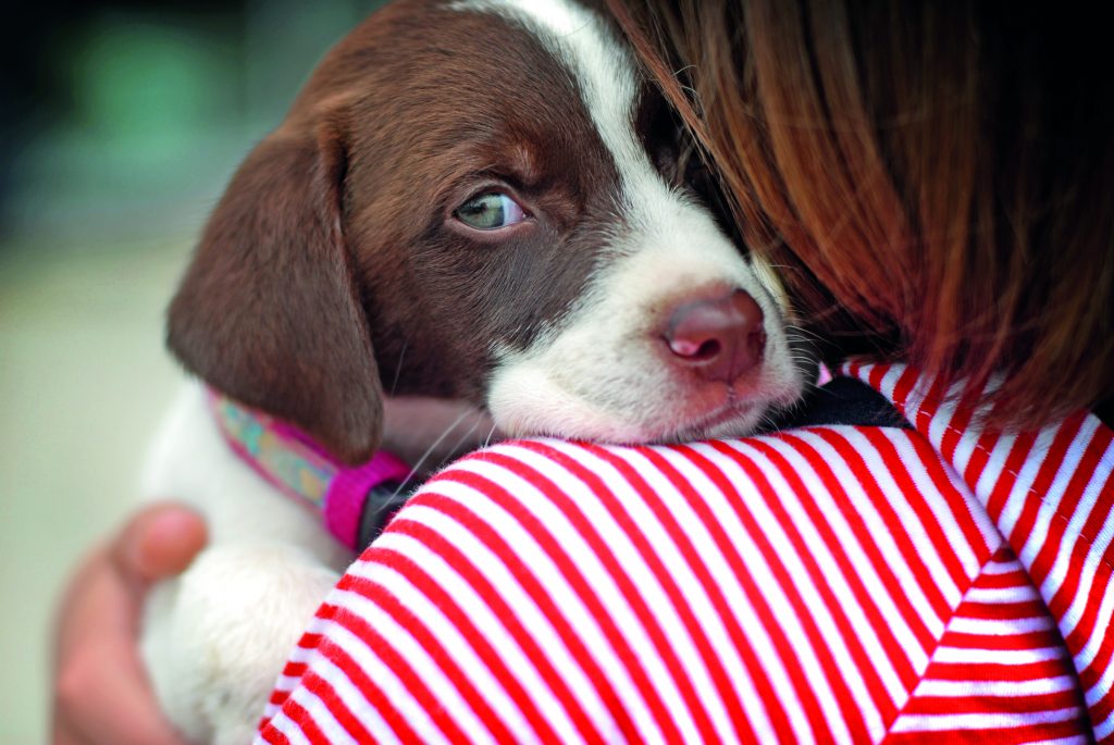 cane pauroso: trasformare la paura in fiducia con il giusto approccio