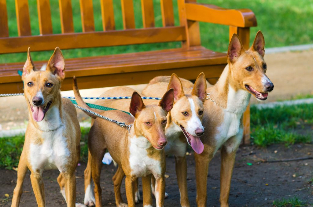 Adozione di cani da record tutta italiana