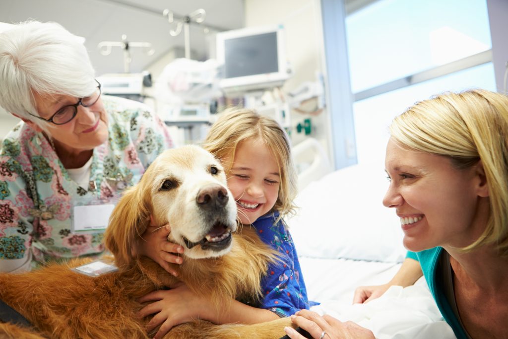 Arrivano i dog-tors: cani Golden Retriever volontari all'ospedale