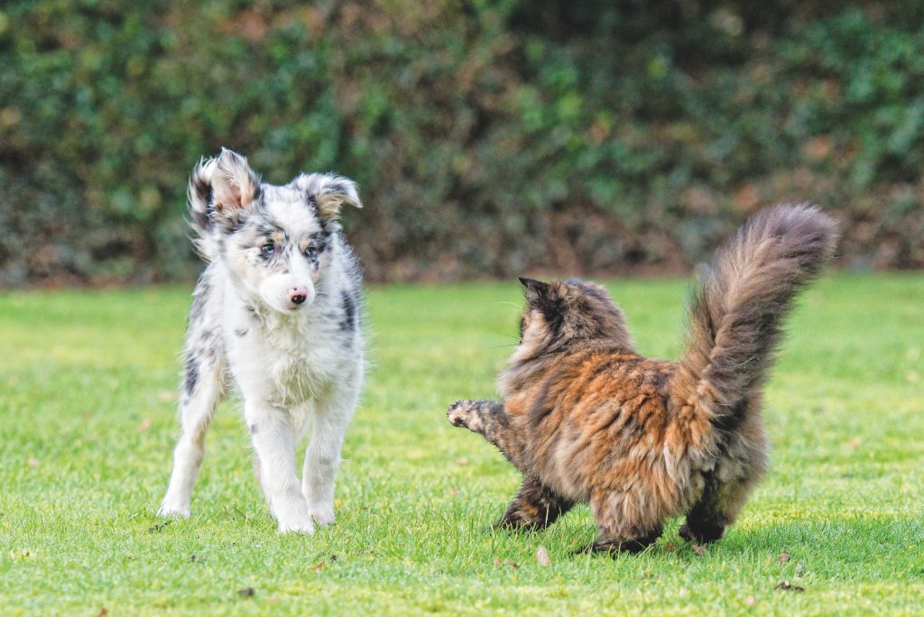 Ma ce l’hai con me? Quando il gatto è aggressivo