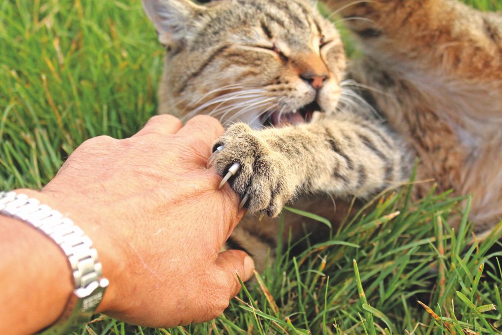 Ma ce l’hai con me? Quando il gatto è aggressivo