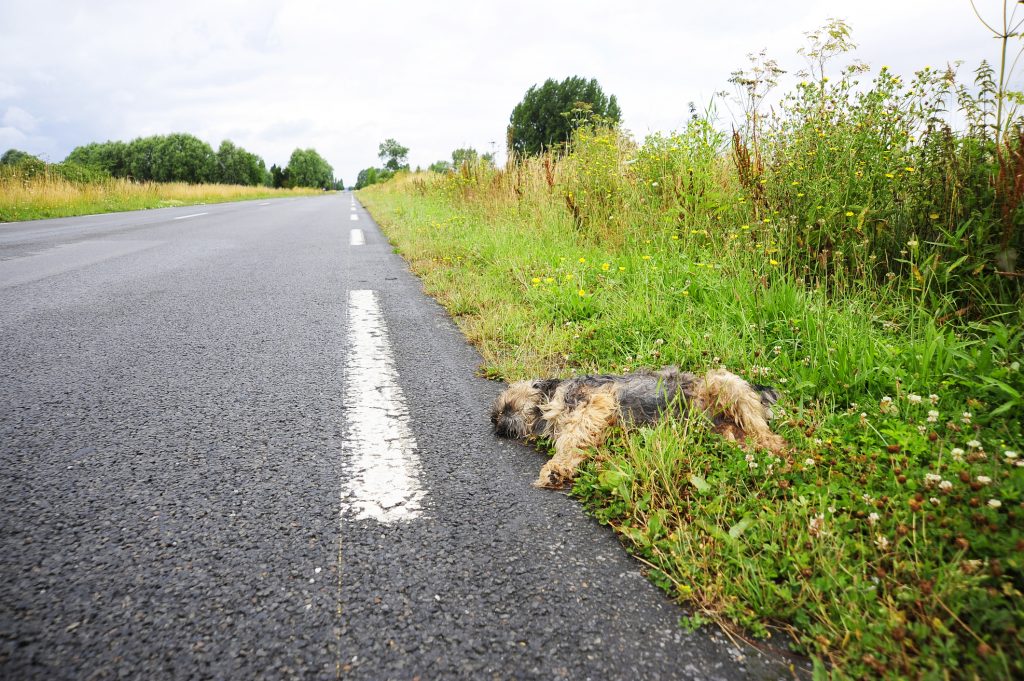 Investe di proposito il cane della vicina perché abbaia troppo