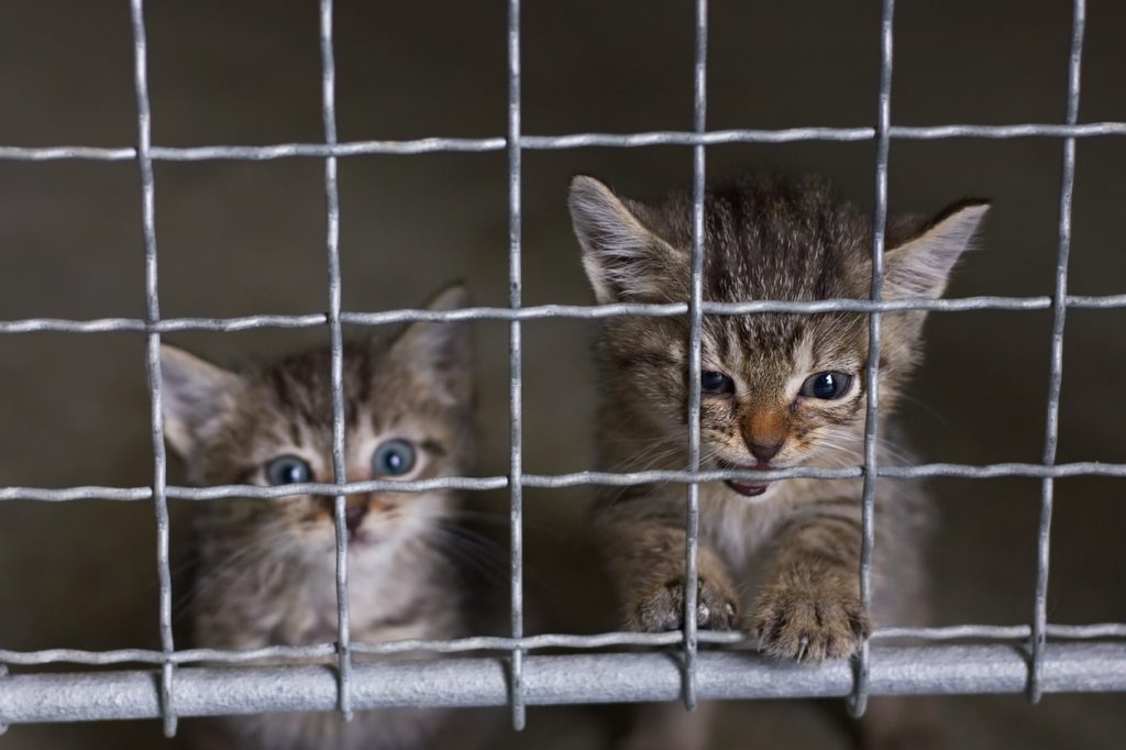 Spagna: costringono due gattini a fumare e mettono il video sul web